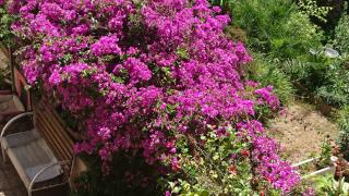 APT 65 M2 DANS VILLA AVEC PISCINE BANYULS SUR MER - 5