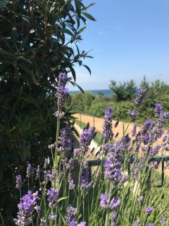 Sea view apartment next to a meadow - 8