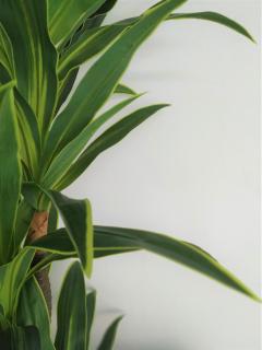 The Green Oasis - El Cotillo - 5