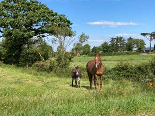 Farmyard Lane Glamping - Killarney - 5