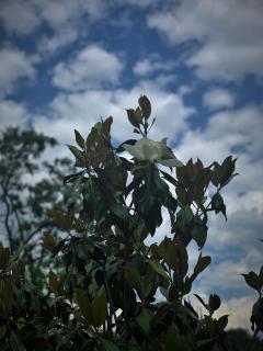 Victoriya's House - Chissarja - 8