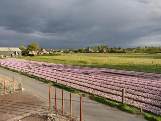 Tulpenhoek - Akersloot - 7