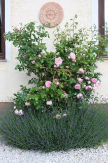 Biohof Schmiedbauer - 4