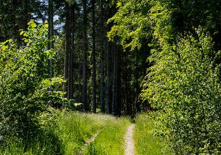 Svenskebakken Bed & Breakfast - 2