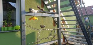 Ferienwohnung Apfeltraum - Thale - 2