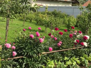 Квітковий двір - 4