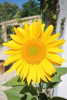Le Jardin du Somail - 1