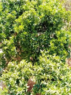 Apartments Lalic - 2