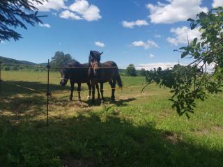 Apartments Tratinčica - 8