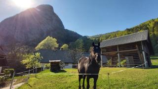 Apartmaji Pekovec Bohinj - 9