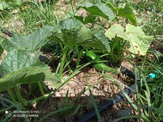 Hotel Sunset Troia - 6