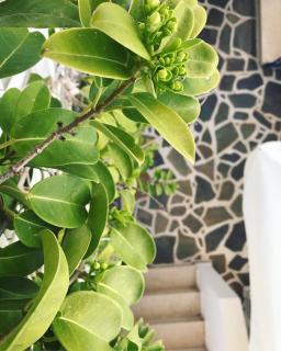 Pelagia Beach Studios - 1