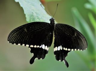 Upasana Eco Resort - Bolpur - 9