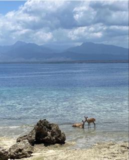 TEGAL SARI, Pemuteran- North Bali - Pemuteran - 4