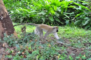 Karama Lodge - Arusha - 3