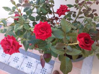 17 flats and Roof Garden - Atene - 4