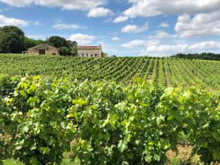 Chateau le Truch - Montussan - 0