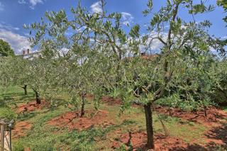 Brezac olive garden apartment - 3