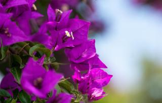 Villa Haritomeni - Parikia - 4