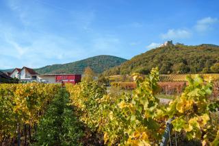 Weingut & Ferienwohnungen Müller-Kern - Neustadt an der Weinstraße - 5