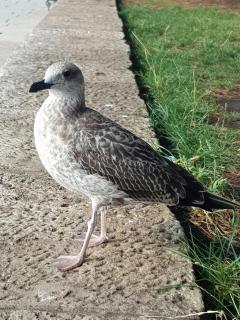 Apartmani Krajnović - 1