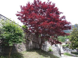 B&B L'Acero - Casto - 9