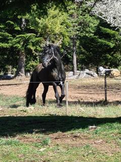 Horse Riding Club Pirin - 8