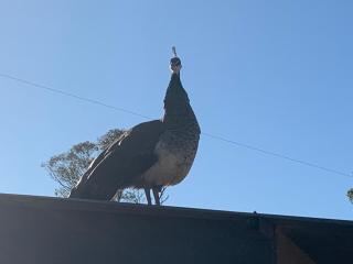 Mascot Cottage - Pet Friendly and Complimentary Breakfast Hamper - West Wyalong - 2