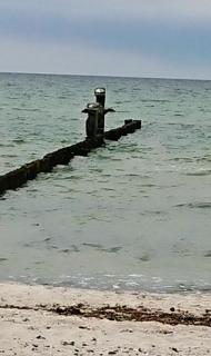 Zimmer " Sonnenschein" - Zingst - 1