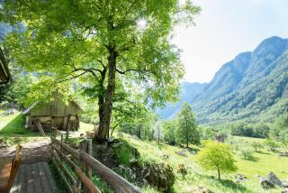 Alpine house Antonia - Trenta - 5