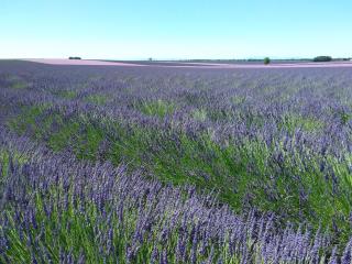 Au pays de la lavande... - Valensole - 4