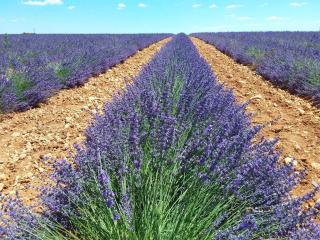 Au pays de la lavande... - Valensole - 6