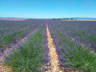Au pays de la lavande... - Valensole - 7