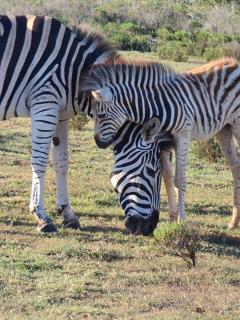 Indalu Game Reserve - Boggomsbaai - 2