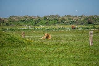 Evancy Platier d'Oye - Oye-Plage - 3