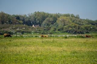 Evancy Platier d'Oye - Oye-Plage - 2