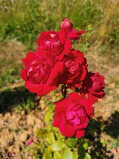 Masseria Le Querciole - Fauglia - 4
