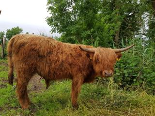 Biolandhof Dorn Highlander vom Elbdeich - 4
