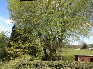 Treehouse escape - 8