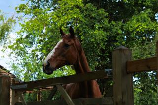 De Hoog Weyen - Halen - 3