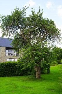 B&B Domaine du Vieux Chêne - Stoumont - 3