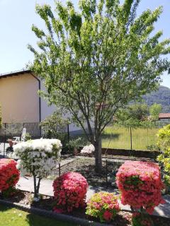 La rosa rossa - Cambiasca - 5