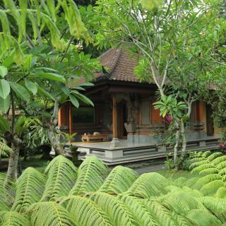 Umah alas - Ubud - 3