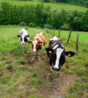 Ferienhaus Hygge - 4