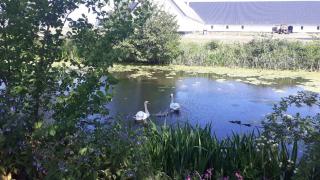 Lerbæk Hovedgaard - 5