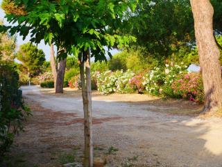 PALMIER SOLEIL 410 - Gruissan - 4
