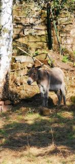 Pension Kroppental - 7