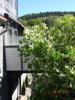 FeWo Hage - Langelsheim - 9