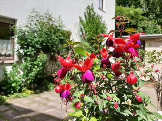 Fewo Rosenblüte am Stadtpark - 3