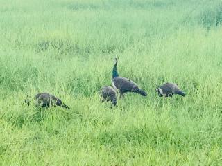 Crown Holiday Village near Marawila - Nattandiya - 2